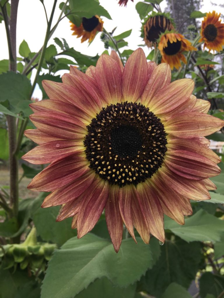 image of sunflower